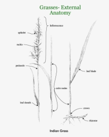 Grasses - Drawing, HD Png Download, Free Download