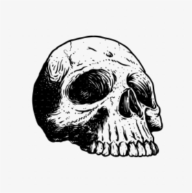 Human Head Png, Transparent Png, Free Download