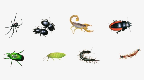 Insects, Big Format - Pest, HD Png Download, Free Download