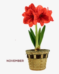 Bulb Flowers, HD Png Download, Free Download