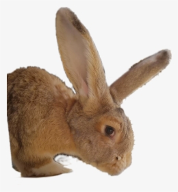 #rabbit #ears #rabbitears #animal #plushy - Domestic Rabbit, HD Png Download, Free Download