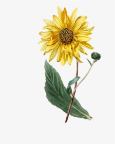 Botanical Sunflower Print, HD Png Download, Free Download