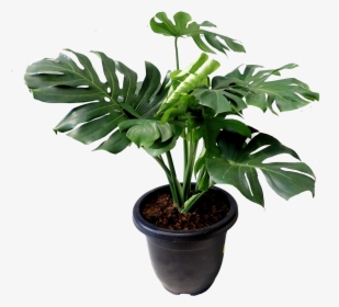 Monstera Leaf Png, Transparent Png, Free Download
