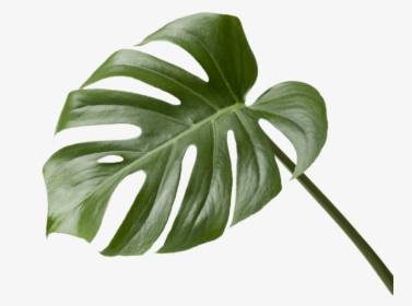 Monstera Deliciosa, HD Png Download, Free Download