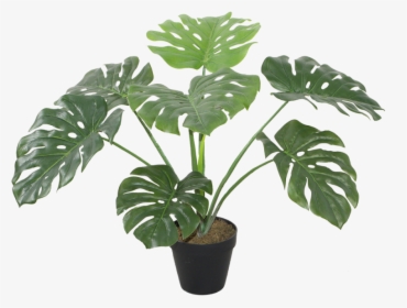 Monstera 8 Leaves 60cm - Plants, HD Png Download, Free Download