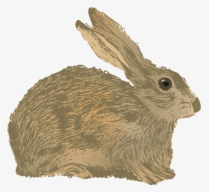 Vector Rabbit Brown - Cottontail Rabbit, HD Png Download, Free Download