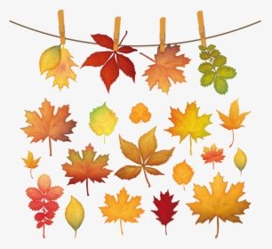 Maple Leaf Silhouette - Autumn Leaves Autumn Leaf Heart, HD Png Download, Free Download