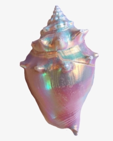 #aesthetic #conch #seashell #sea #shell #colorful - Iridescent Shell, HD Png Download, Free Download