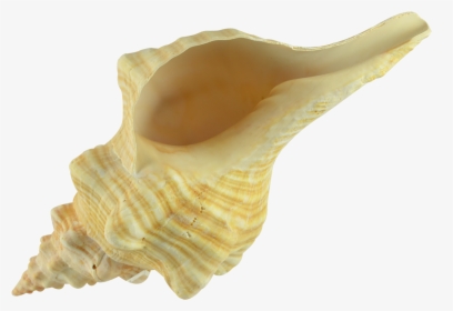 Horse Conch 12-13" - Conch, HD Png Download, Free Download