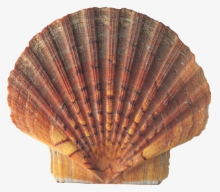 Seashell Conch Nature - Scallop Shell Brown, HD Png Download, Free Download