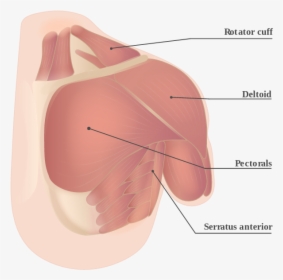 Diagram, HD Png Download, Free Download