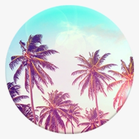 Transparent Palm Tree Top View Png - Palm Tree Popsocket, Png Download, Free Download