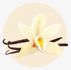 Artificial Flower, HD Png Download, Free Download