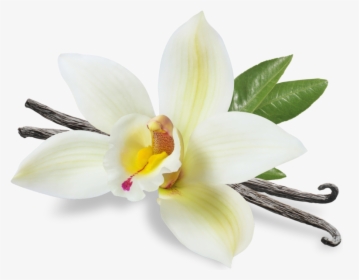 Vanilla, HD Png Download, Free Download