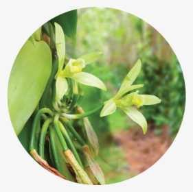 Vanilla, HD Png Download, Free Download
