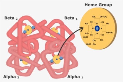 Porphyrin Ring Hb, HD Png Download, Free Download