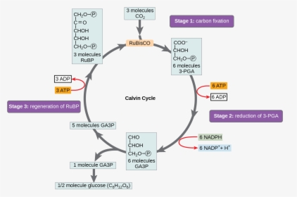 A Diagram Of The Calvin Cycle Is Shown With Its Three - Explain Calvin Cycle With Diagram, HD Png Download, Free Download