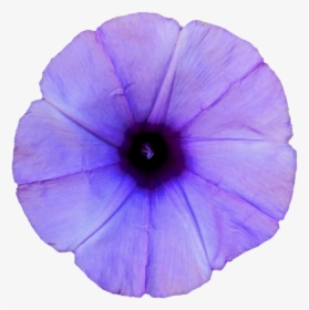 Thumb Image - Light Purple Morning Glory, HD Png Download, Free Download