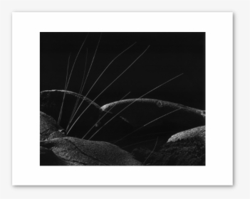 Monochrome, HD Png Download, Free Download