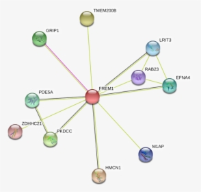 Frem1 Protein - Circle, HD Png Download, Free Download