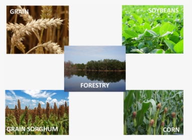 Cash Crop, HD Png Download, Free Download