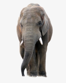 Elephant Png Image, Transparent Png, Free Download