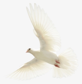 European Herring Gull, HD Png Download, Free Download