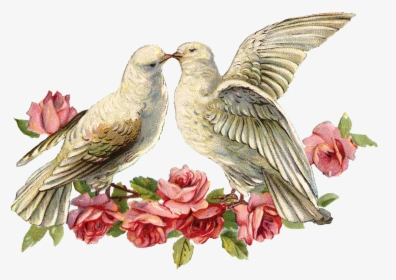 Everything Is Ohwaycool - Transparent Dove Wedding Png, Png Download, Free Download