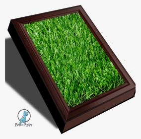 Grass Patch Png, Transparent Png, Free Download