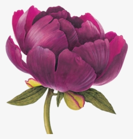 Element Pinterest Flowers Watercolor - Botanical Illustration Peony Drawing, HD Png Download, Free Download