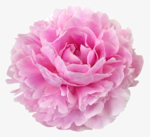 Transparent Pink Peony Png - Beautycounter No 2 Mask, Png Download, Free Download