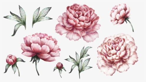 Transparent Peonies Clipart - Light Pink Peonies Watercolour, HD Png Download, Free Download