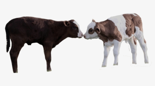 ,,, - Calf, HD Png Download, Free Download