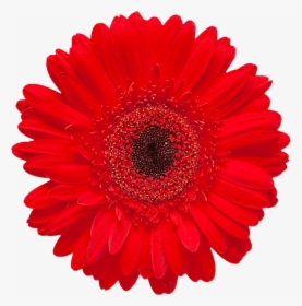 Gerbera Jamesonii Red Flower Stock Photography Daisy - Gerbera Red Daisy Transparent, HD Png Download, Free Download