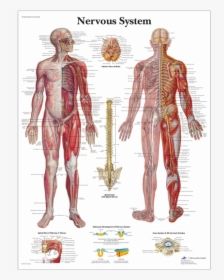 Anatomical Chart - Nervous System - Nervous System Laminated Chart, HD Png Download, Free Download