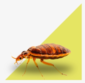 Control Of Insect Plagues - Bed Bugs, HD Png Download, Free Download