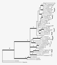 Árbol Filogenético «consenso De Regla De Mayoría» De - Arbol Filogenetico Glires, HD Png Download, Free Download