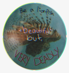 #lionfish #bealionfish #beautiful #fish #original #humananimalhybrid, HD Png Download, Free Download