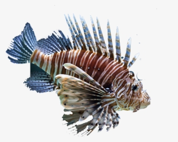 Sea Lion Fish, HD Png Download, Free Download