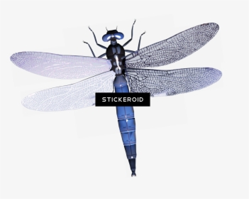 Dragonfly , Png Download - Dragonfly Silhouette, Transparent Png, Free Download