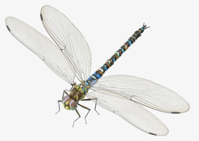 Dragonfly Png Transparent Photo - Hawker Dragonflies, Png Download, Free Download
