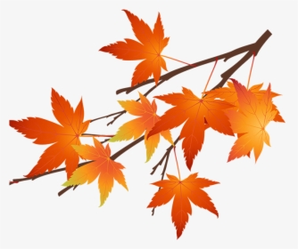 Autumn Maple Leaf Png, Transparent Png, Free Download
