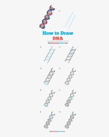 How To Draw Dna - Step By Step Dna Drawing Easy, HD Png Download, Free Download