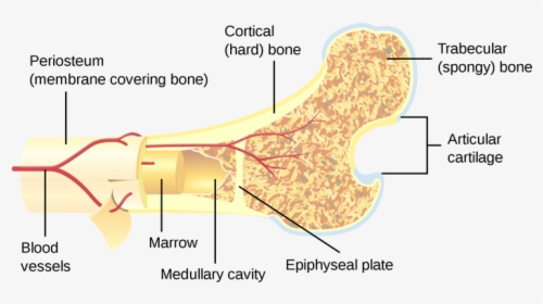 Cross Section Of A Bone, HD Png Download, Free Download