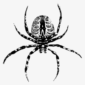 Spider Insect Bug Free Photo - Vector Graphics, HD Png Download, Free Download