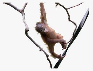 Orangutan , Png Download - New World Monkey, Transparent Png, Free Download
