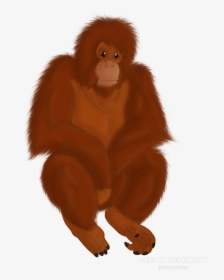 Rowan Orangutan - Orangutan Cartoon Transparent, HD Png Download, Free Download