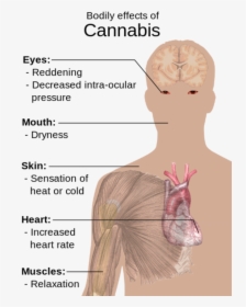 Bodily Effects Of Cannabis Eyes - Body Effects Of Cannabis, HD Png Download, Free Download