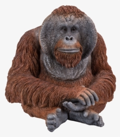 Orangutan Sitting, HD Png Download, Free Download