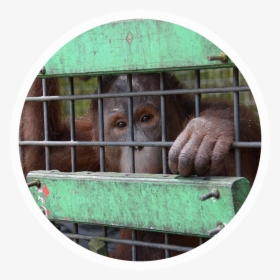 Palm Oil Deforestation - Orangutan, HD Png Download, Free Download